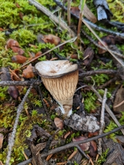 Gomphus clavatus