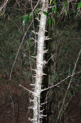 Formosan Crab Apple (Malus doumeri)