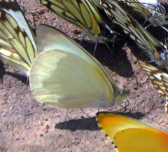 Appias epaphia contracta