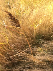 Phragmites australis australis