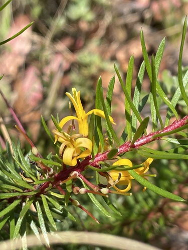 Persoonia chamaepeuce Lhotsky ex Meisn.