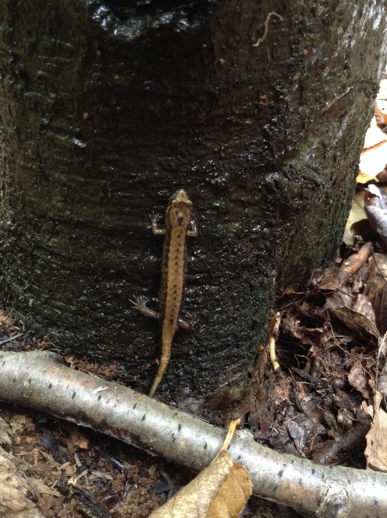 Lungless Salamanders from 15563, Stoystown, PA, US on October 4, 2018 ...