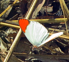 Colotis euippe mediata