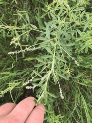 Pediomelum tenuiflorum