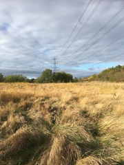 Phragmites australis australis