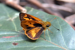 Oriens goloides