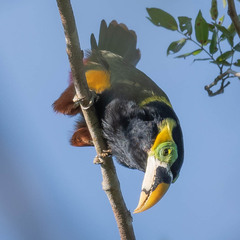 Gould's Toucanet photo 2
