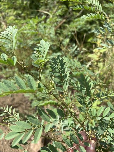 Indigofera tinctoria var. arcuata image