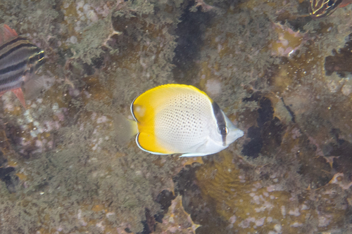 Gunther's butterflyfish (Chaetodon guentheri) — Chaetodontidae — 5