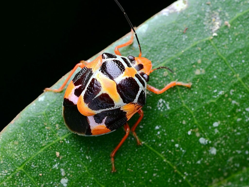 Otantestia
