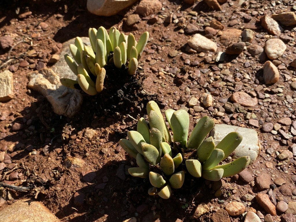 Mesembryanthemum optatum N.E.Br.