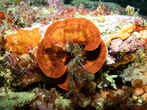 Sonderophycus capensis observed 2023-03-13