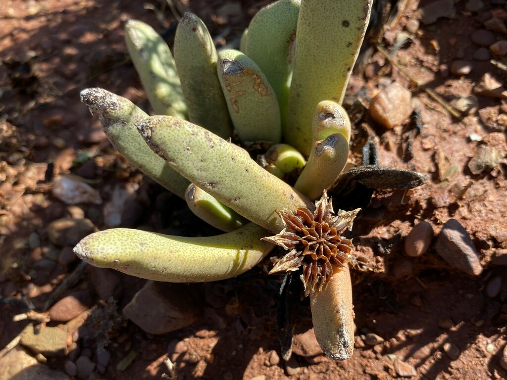 Mesembryanthemum optatum N.E.Br. 2