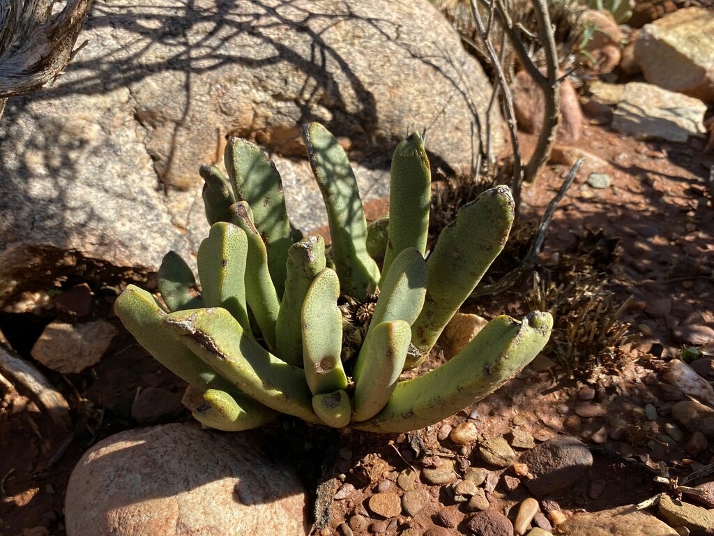 Mesembryanthemum optatum N.E.Br. 3