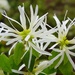 Chinese Fringe Flower - Photo (c) Jianstargazer, some rights reserved (CC BY-NC), uploaded by Jianstargazer