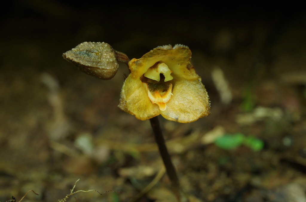Gastrodia shimizuana