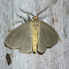 Pagara simplex