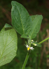 Solanum chenopodioides