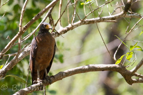 Buteogallus aequinoctialis