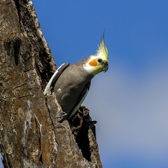 Cockatiel photo 1