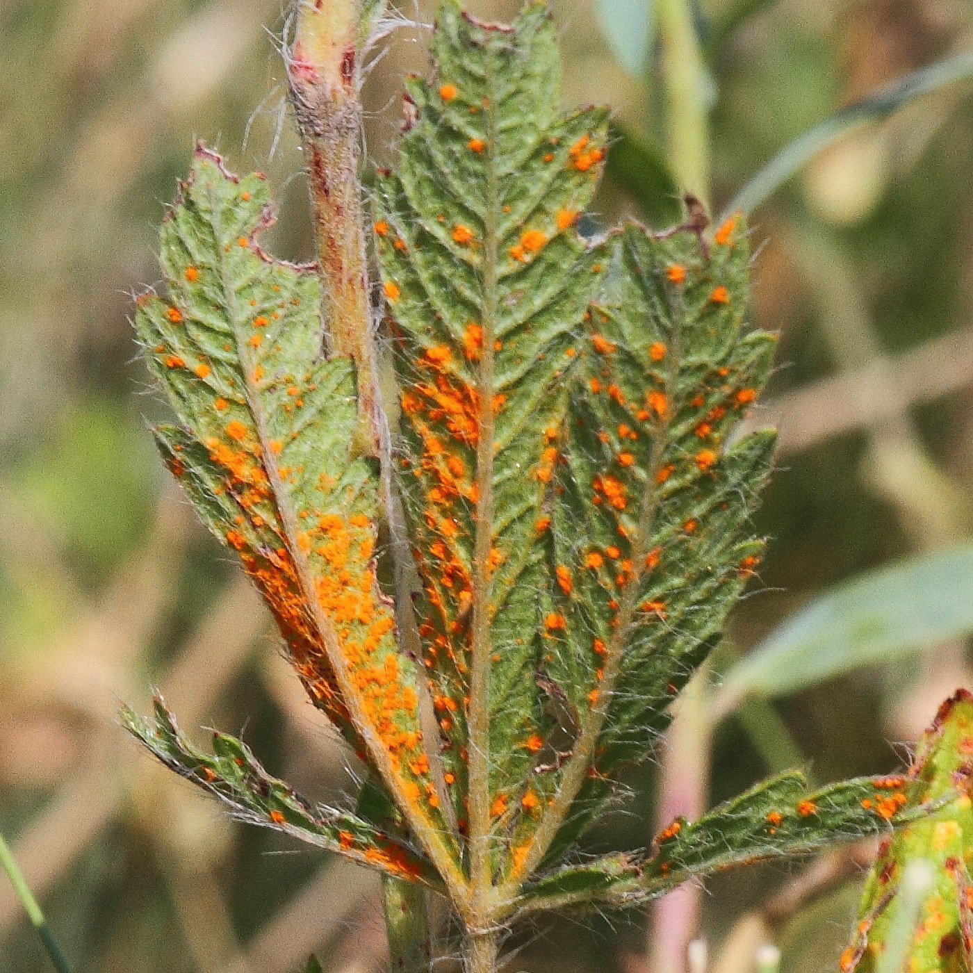 Лапчатка Прямая (Potentilla recta)