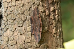 Anisoneura aluco