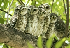 Spotted Owlet photo 5