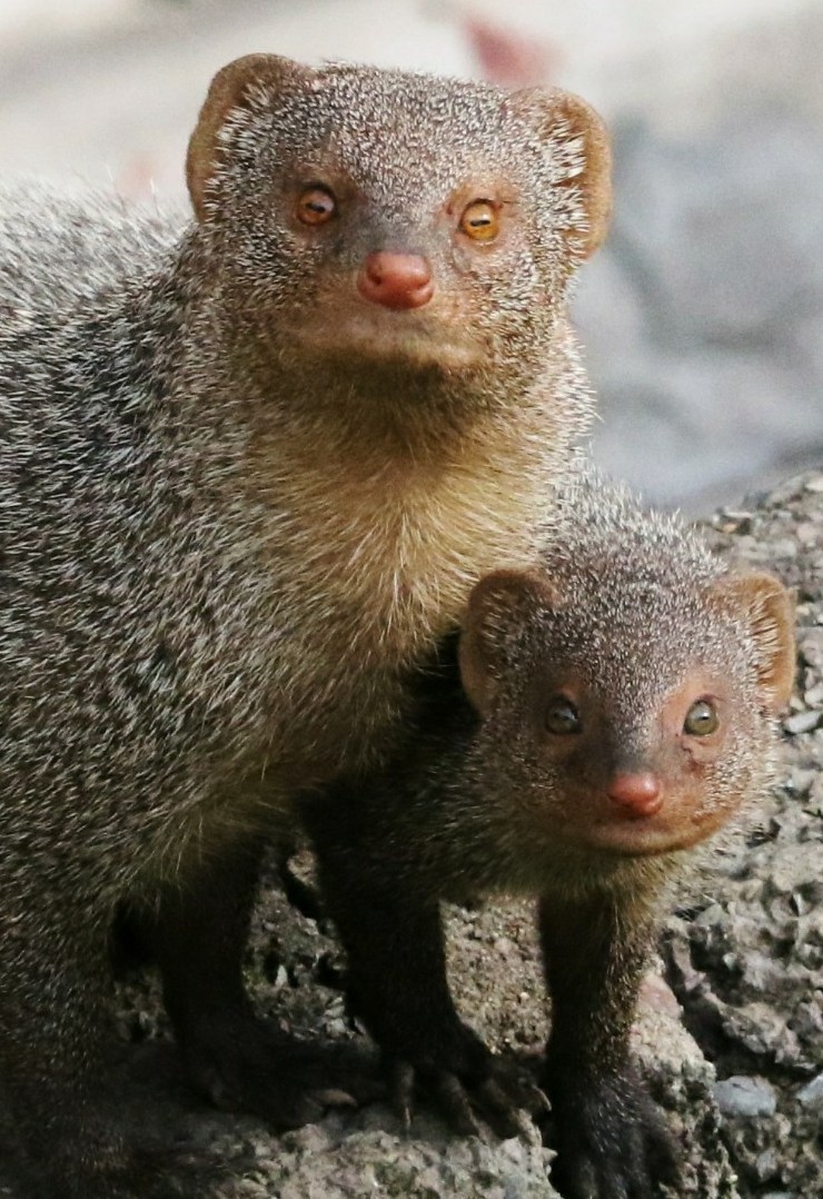 Asian Mongooses (Genus Urva) · iNaturalist