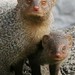 Asian Mongooses - Photo (c) jageshwerverma, some rights reserved (CC BY-NC), uploaded by jageshwerverma