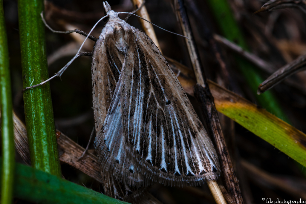 Myinodes interpunctaria