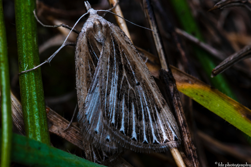 Myinodes interpunctaria