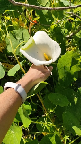 Zantedeschia aethiopica image