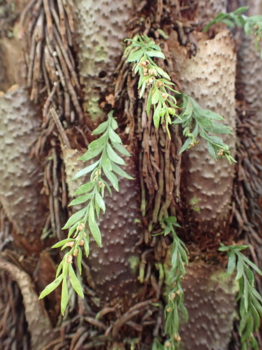 small forkfern (Tmesipteris parva)