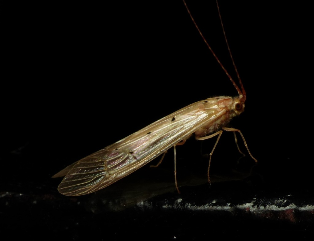 Aethaloptera sexpunctata