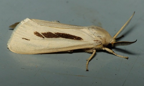 Micraloa lineola