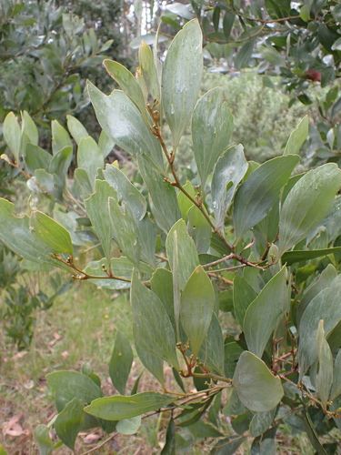Image of Acacia frigescens by (c) Nina Kerr, some rights reserved (CC BY)