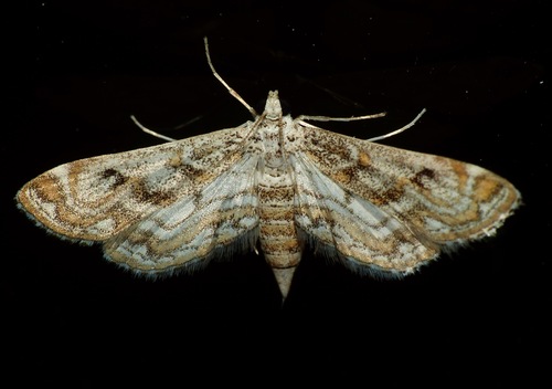 Hydrilla Leafcutter Moth