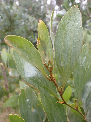 Image of Acacia frigescens by (c) Nina Kerr, some rights reserved (CC BY)