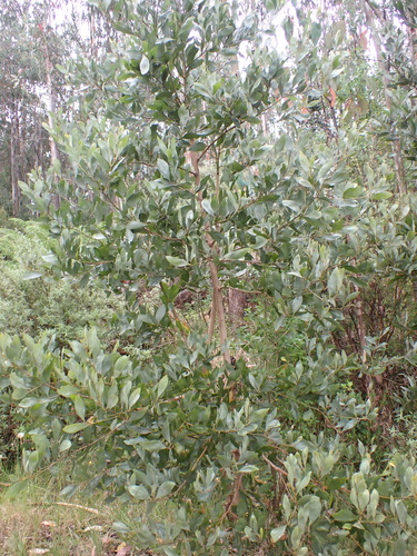 Image of Acacia frigescens by (c) Nina Kerr, some rights reserved (CC BY)
