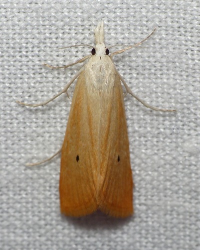 Rice Yellow Stem Borer