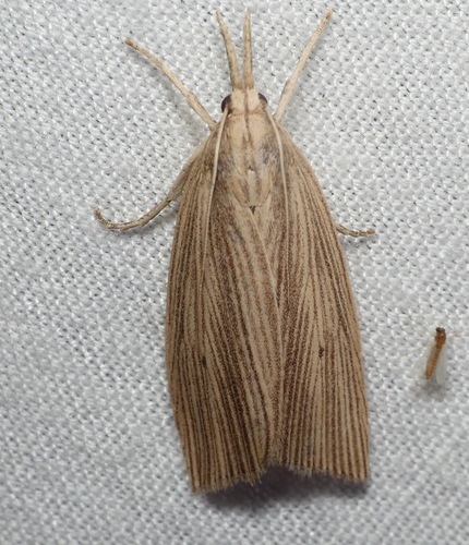 Chilo sacchariphagus indicus