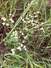 Parthenium bipinnatifidum