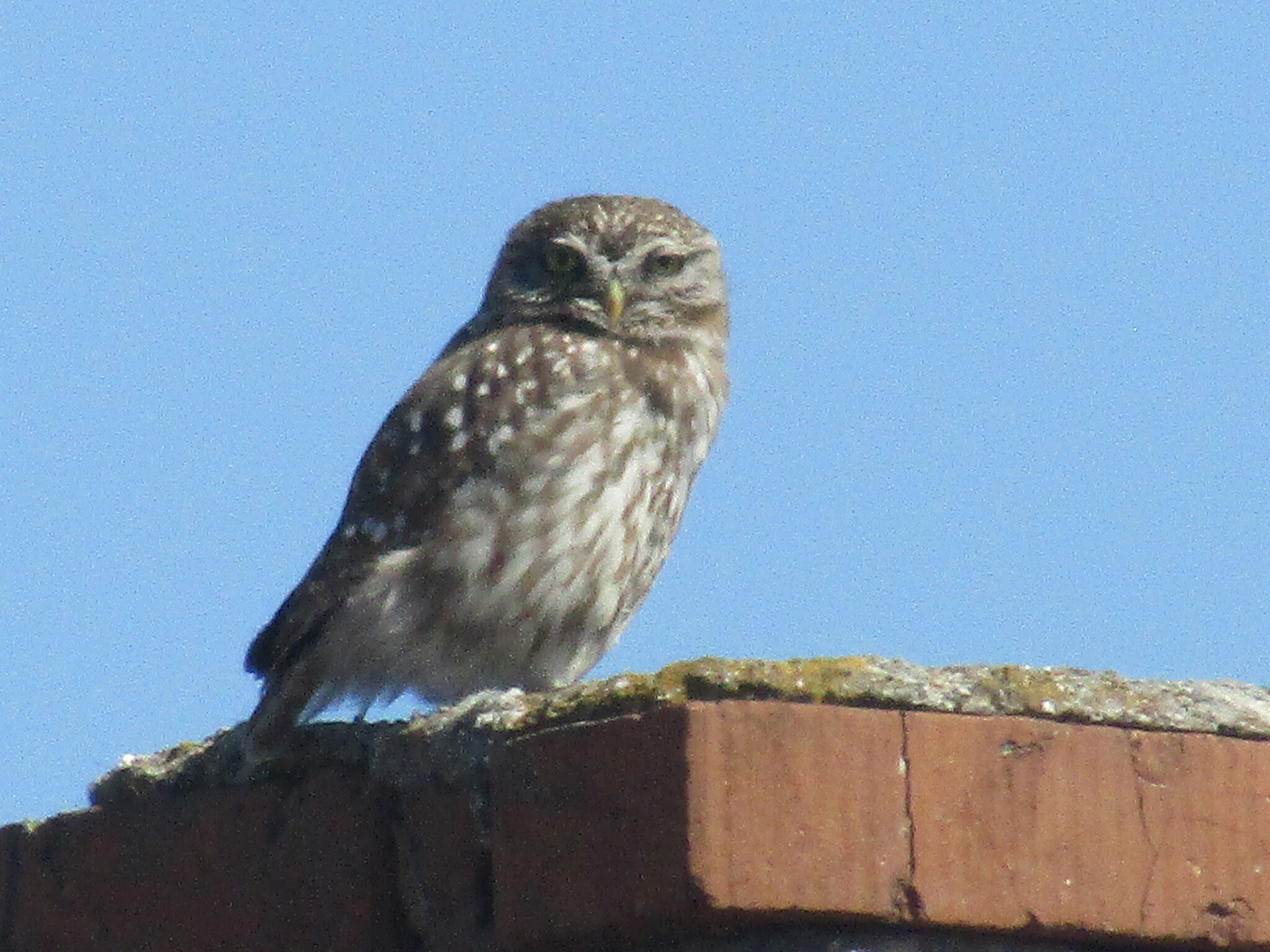 Little Owl (Athene noctua)