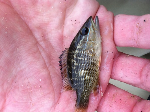 Grey snapper (Lutjanus griseus) — Lutjanidae — 3