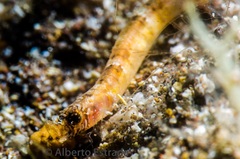 Roughsnout Dwarf Pipefish photo 2