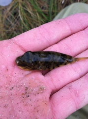 Sphoeroides maculatus