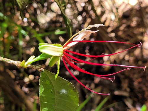 Paloue guianensis