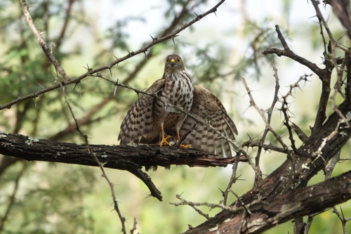 Little Sparrowhawk (Tachyspiza minulla), photo 5
