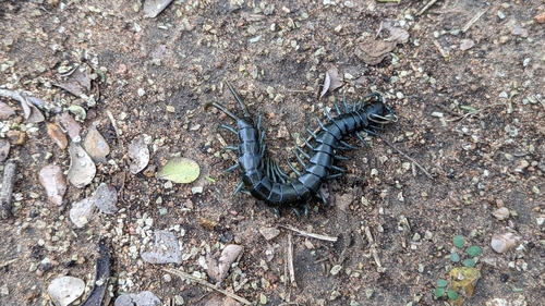African Giant Centipede photo 5