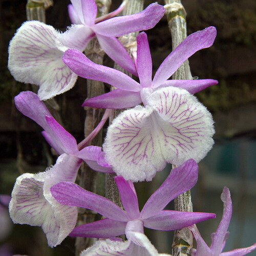 Primrose Dendrobium